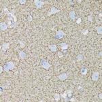 GLAST Antibody in Immunohistochemistry (Paraffin) (IHC (P))