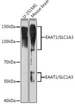 GLAST Antibody in Western Blot (WB)