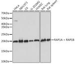 RAP1A/RAP1B Antibody in Western Blot (WB)