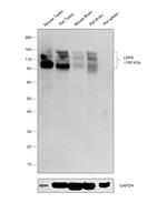 LRP8 Antibody in Western Blot (WB)