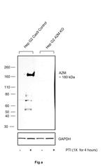 A2M Antibody in Western Blot (WB)