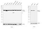 ACVRL1 Antibody in Western Blot (WB)