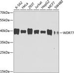 WDR77 Antibody in Western Blot (WB)