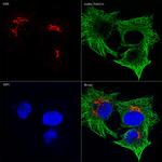 alpha Tubulin Antibody in Immunocytochemistry (ICC/IF)