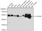 alpha Tubulin Antibody in Western Blot (WB)