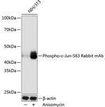 Phospho-c-Jun (Ser63) Antibody in Western Blot (WB)