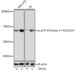 Phospho-p70 S6 Kinase (Thr421) Antibody in Western Blot (WB)