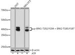 Phospho-ERK1/2 (Thr202, Tyr204) Antibody in Western Blot (WB)