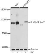 Phospho-STAT1 (Ser727) Antibody in Western Blot (WB)