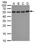 ATG12 Antibody in Western Blot (WB)