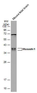 MSI1 Antibody in Western Blot (WB)