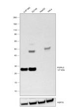 PGP9.5 Antibody in Western Blot (WB)