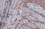 VAMP2 Antibody in Immunohistochemistry (Paraffin) (IHC (P))