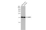 VAMP2 Antibody in Western Blot (WB)