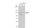 AXL Antibody in Western Blot (WB)