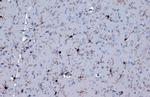 IBA1 Antibody in Immunohistochemistry (Paraffin) (IHC (P))