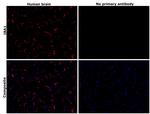 IBA1 Antibody in Immunohistochemistry (Paraffin) (IHC (P))