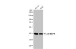 p38 MAPK Antibody in Western Blot (WB)