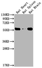 PKM Antibody in Western Blot (WB)