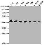 PKM Antibody in Western Blot (WB)