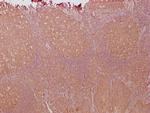 PKM Antibody in Immunohistochemistry (Paraffin) (IHC (P))