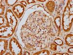 Phospho-PKR (Thr446) Antibody in Immunohistochemistry (Paraffin) (IHC (P))