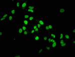 H3K36me1 Antibody in Immunocytochemistry (ICC/IF)