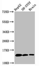 H3K36me1 Antibody in Western Blot (WB)