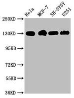 ITGB1 Antibody in Western Blot (WB)