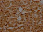 ATF5 Antibody in Immunohistochemistry (Paraffin) (IHC (P))