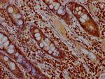 ERK2 Antibody in Immunohistochemistry (Paraffin) (IHC (P))