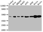 ERK2 Antibody in Western Blot (WB)