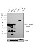 GATA3 Antibody in Western Blot (WB)