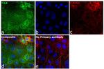 TrkA Antibody in Immunocytochemistry (ICC/IF)