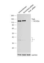 TrkA Antibody