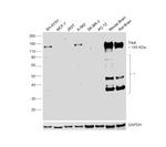 TrkA Antibody in Western Blot (WB)