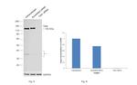 TrkA Antibody in Western Blot (WB)