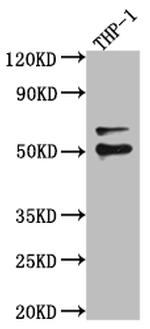 FLI1 Antibody in Western Blot (WB)