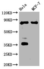 STAT3 Antibody in Western Blot (WB)