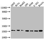 ID1 Antibody in Western Blot (WB)