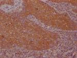 FNTB Antibody in Immunohistochemistry (Paraffin) (IHC (P))