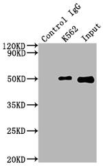 FNTB Antibody in Immunoprecipitation (IP)