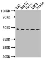 FNTB Antibody in Western Blot (WB)