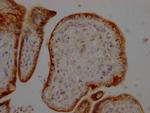 Furin Antibody in Immunohistochemistry (Paraffin) (IHC (P))