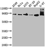 Furin Antibody in Western Blot (WB)