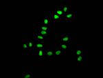 Ku80 Antibody in Immunocytochemistry (ICC/IF)