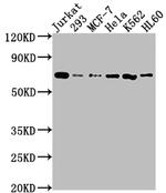 SHP2 Antibody in Western Blot (WB)