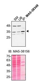 Syntaxin 4 Antibody in Immunoprecipitation (IP)