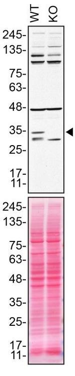 Syntaxin 4 Antibody in Western Blot (WB)