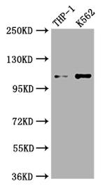 Complement C3 Antibody in Western Blot (WB)